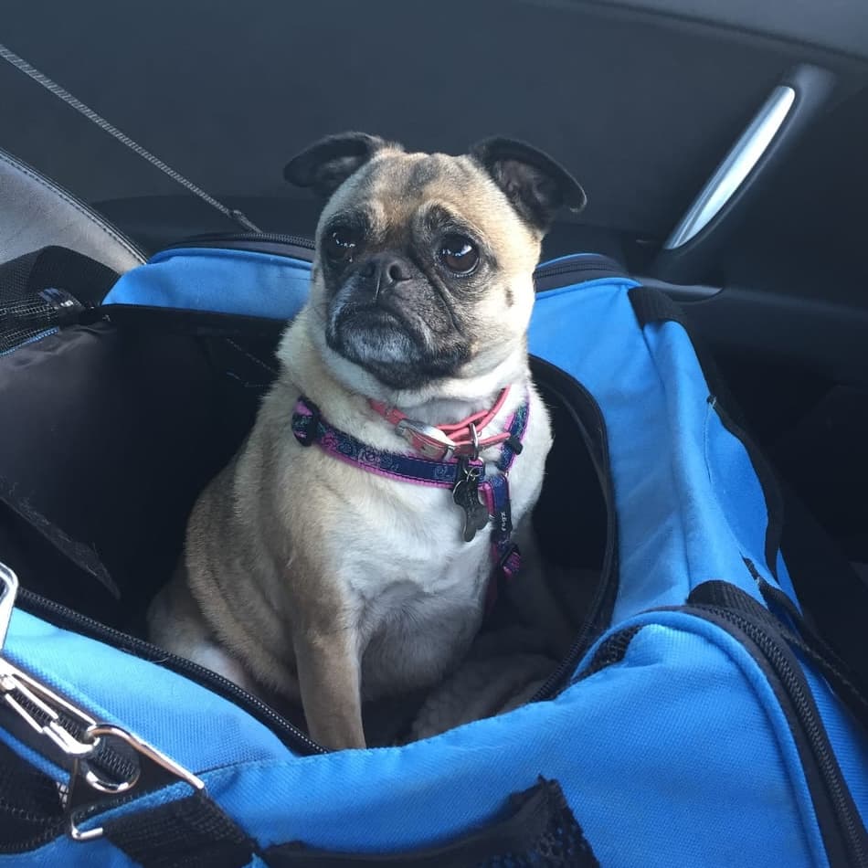 A fawn pug sitting upright in a blue travel carrier on a car seat, wearing a pink and purple collar with tags, looking straight at the camera